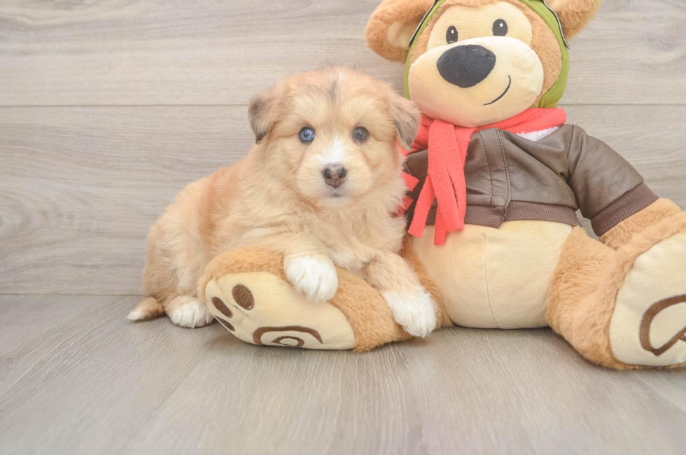 5 week old Mini Huskydoodle Puppy For Sale - Premier Pups