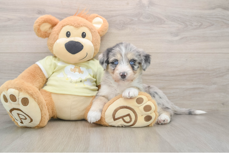 Cute Huskypoo Poodle Mix Puppy