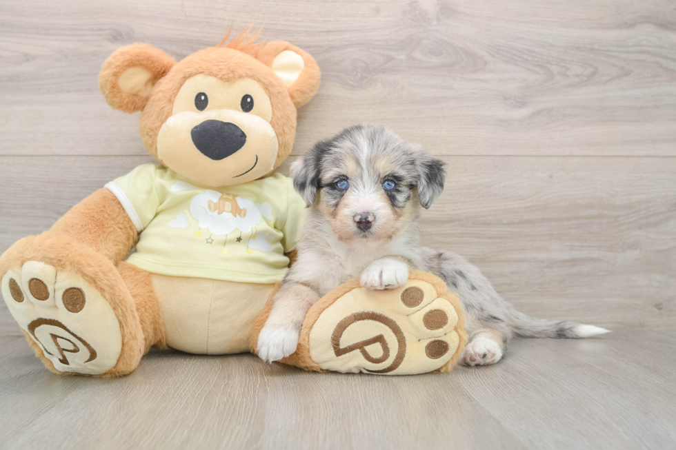 Cute Huskypoo Poodle Mix Puppy