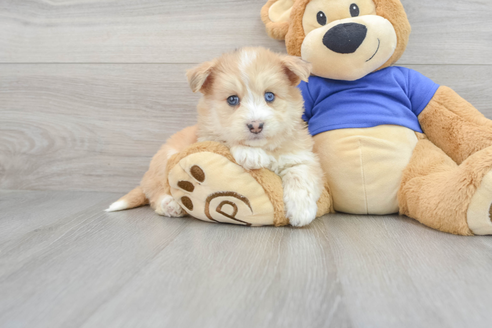 Mini Huskydoodle Pup Being Cute