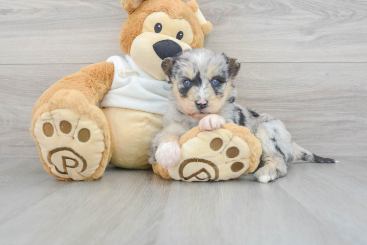 Cute Husky Doodle Poodle Mix Puppy