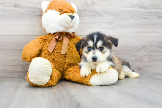 Cute Husky Poodle Poodle Mix Puppy