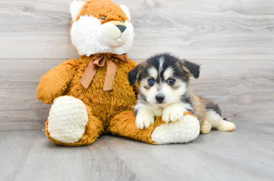 Cute Husky Poodle Poodle Mix Puppy