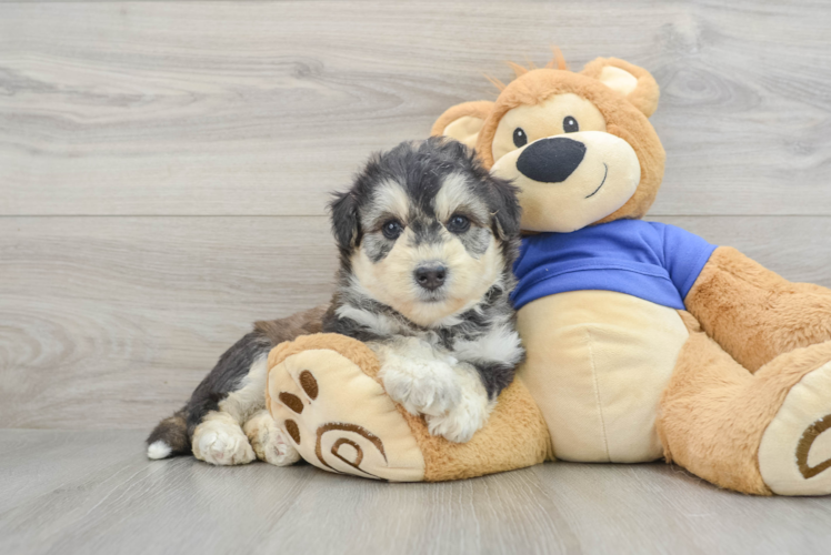 Cute Huskypoo Poodle Mix Puppy