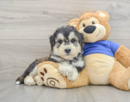 6 week old Mini Huskydoodle Puppy For Sale - Premier Pups