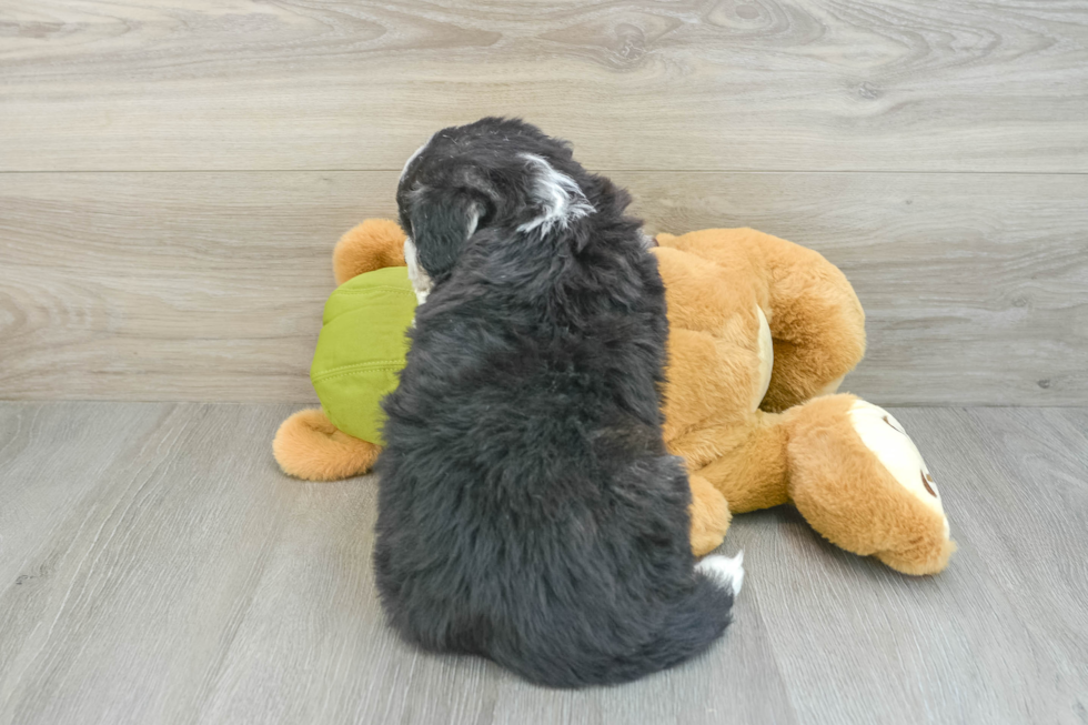 Cute Mini Huskydoodle Poodle Mix Pup