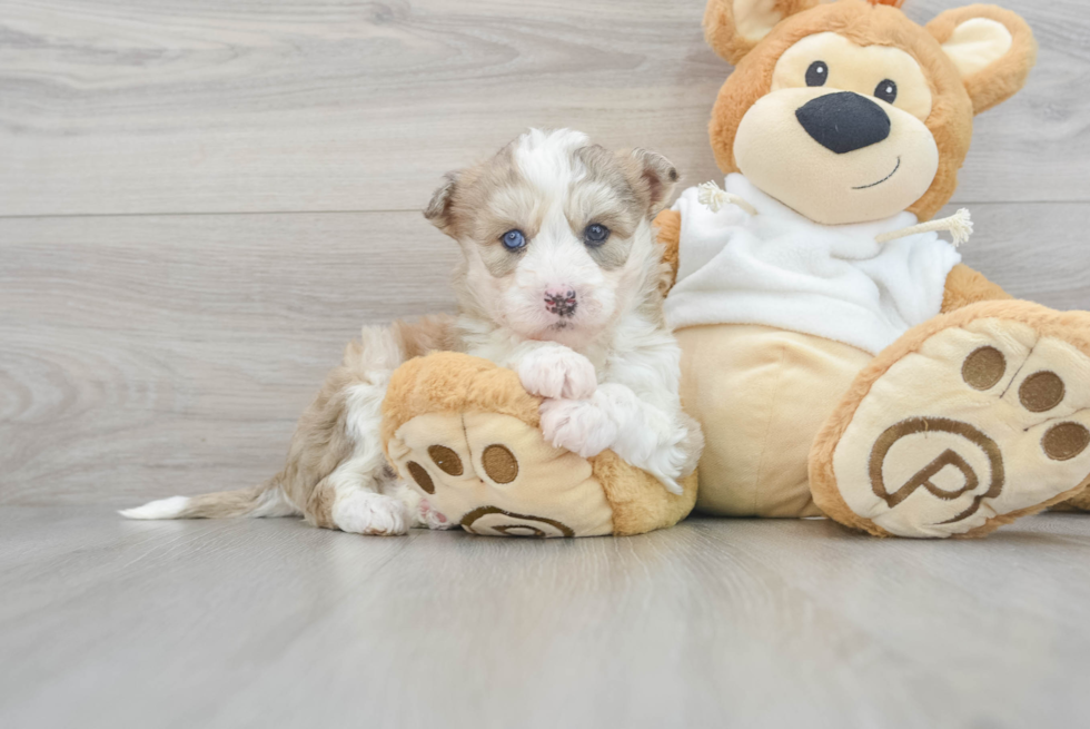 Cute Mini Huskydoodle Poodle Mix Pup