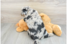 Cute Husky Doodle Poodle Mix Puppy