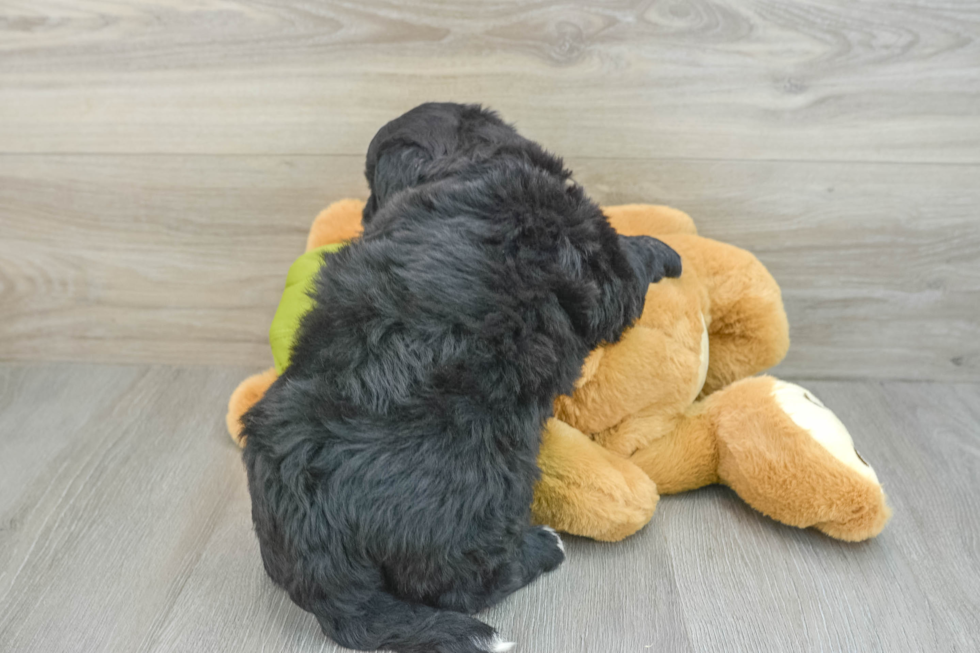 Cute Husky Poodle Poodle Mix Puppy