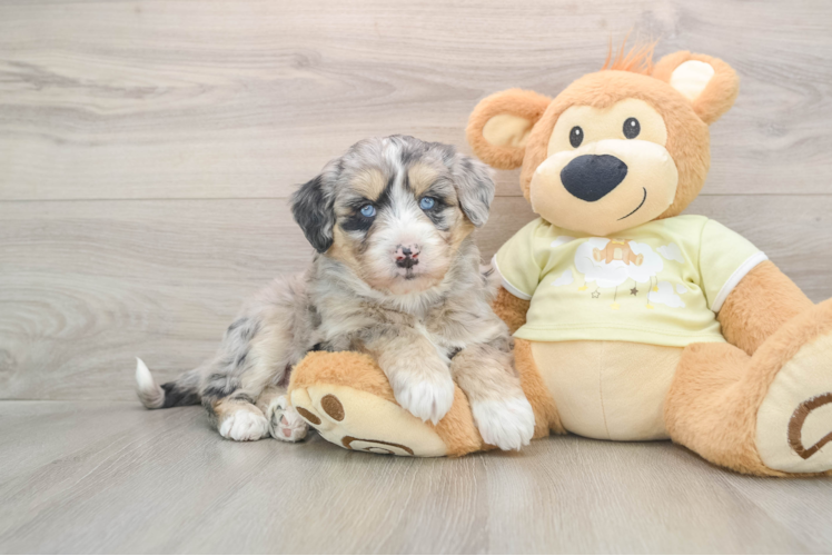 Best Mini Huskydoodle Baby