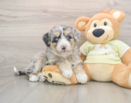 5 week old Mini Huskydoodle Puppy For Sale - Premier Pups