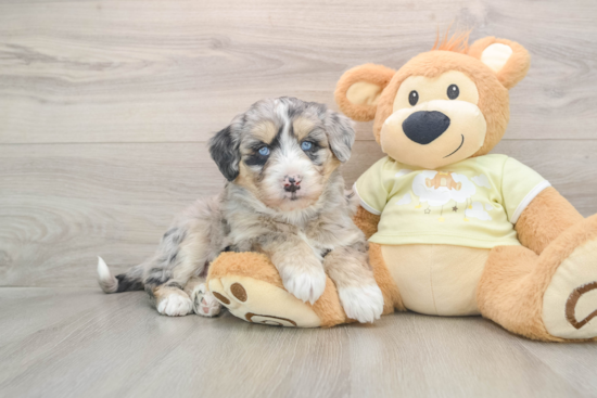 Best Mini Huskydoodle Baby