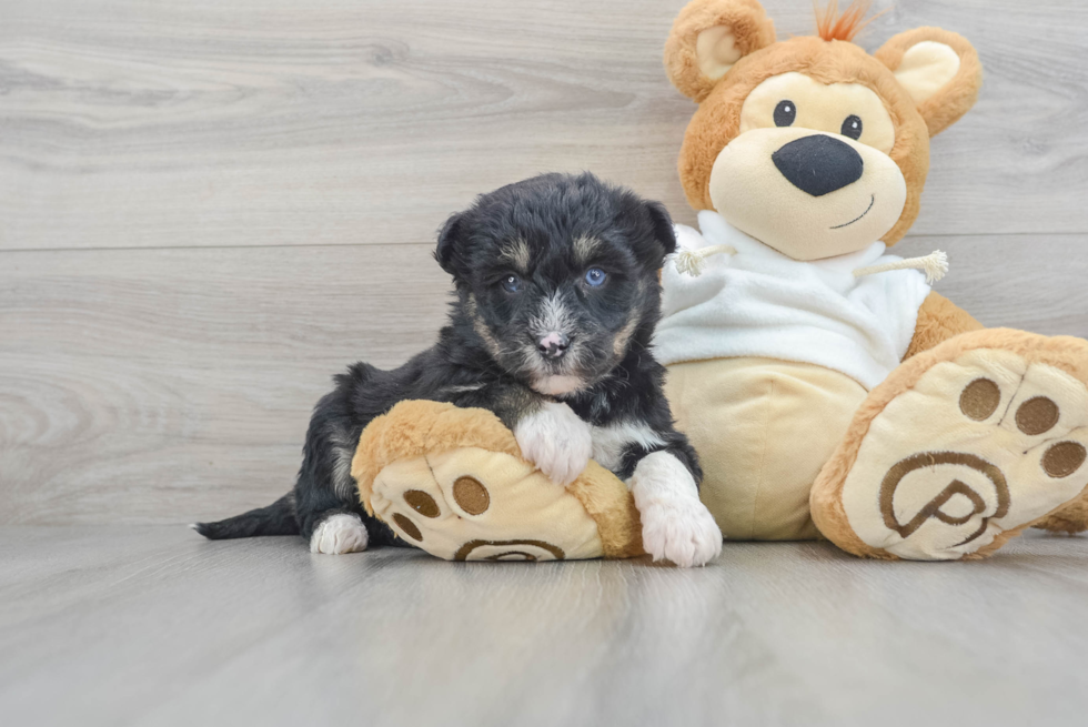 Cute Siberpoo Poodle Mix Puppy