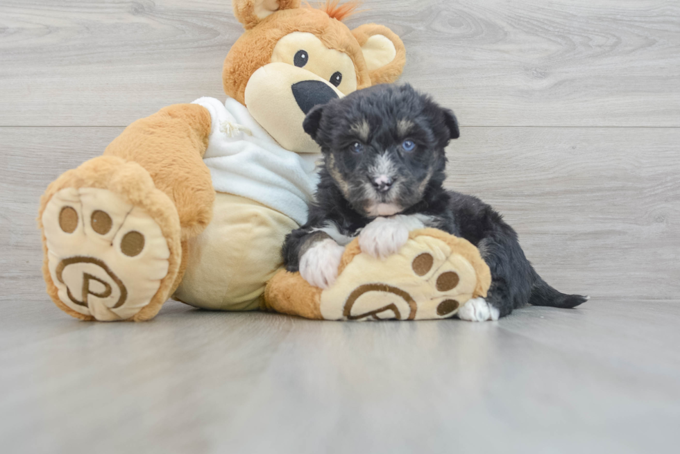 Cute Mini Huskydoodle Poodle Mix Pup