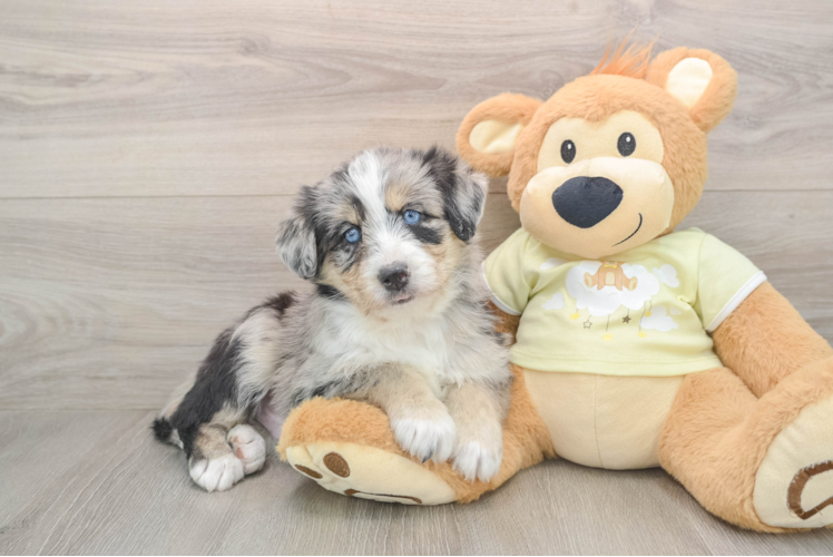 Mini Huskydoodle Puppy for Adoption