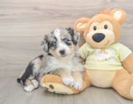 5 week old Mini Huskydoodle Puppy For Sale - Premier Pups