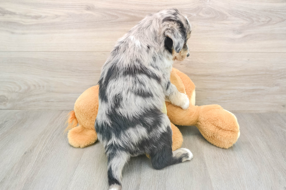 Mini Huskydoodle Puppy for Adoption