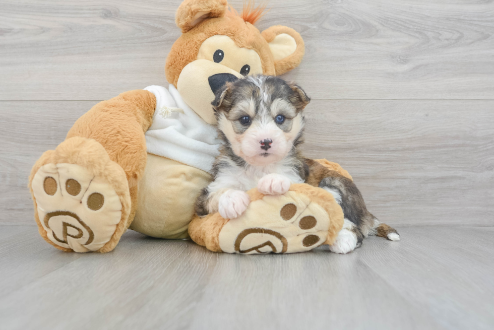 Mini Huskydoodle Pup Being Cute