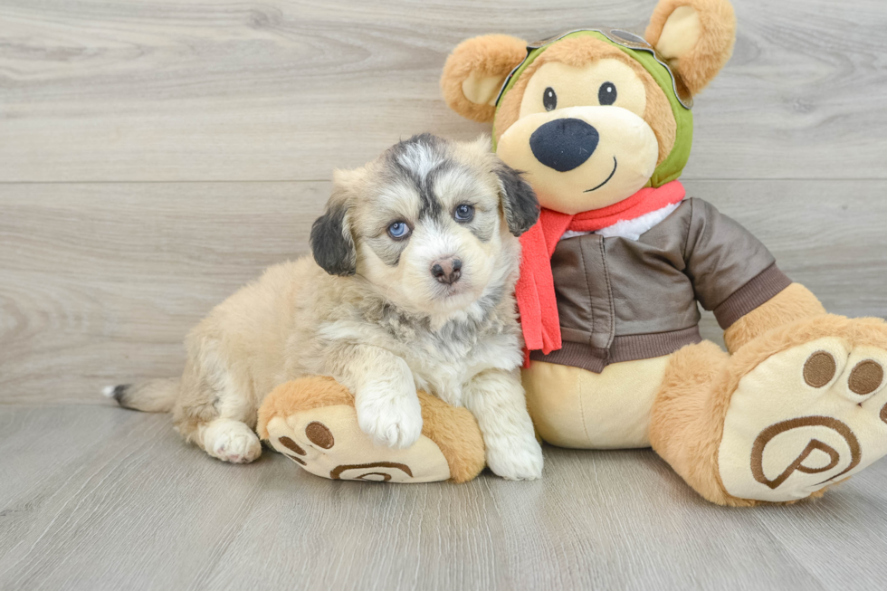 Cute Mini Huskydoodle Poodle Mix Pup