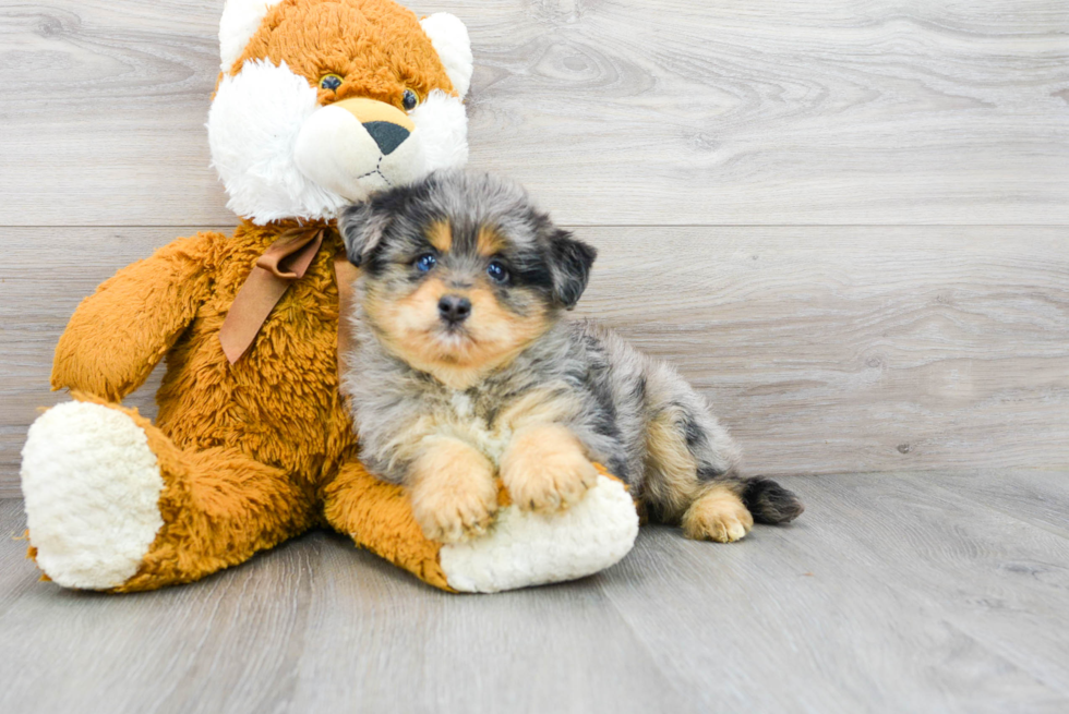 Cute Mini Huskydoodle Baby