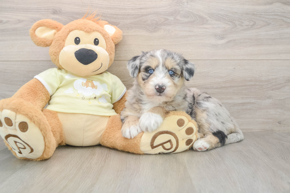 Mini Huskydoodle Pup Being Cute