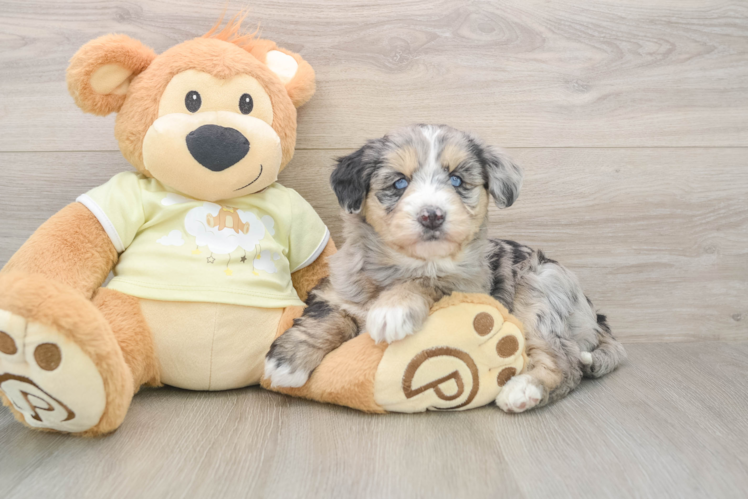 Cute Mini Huskydoodle Baby