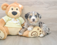 6 week old Mini Huskydoodle Puppy For Sale - Premier Pups