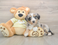 5 week old Mini Huskydoodle Puppy For Sale - Premier Pups