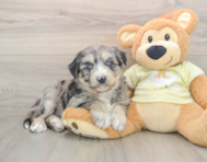 5 week old Mini Huskydoodle Puppy For Sale - Premier Pups