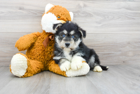 Cute Mini Huskydoodle Baby