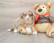 5 week old Mini Huskydoodle Puppy For Sale - Premier Pups