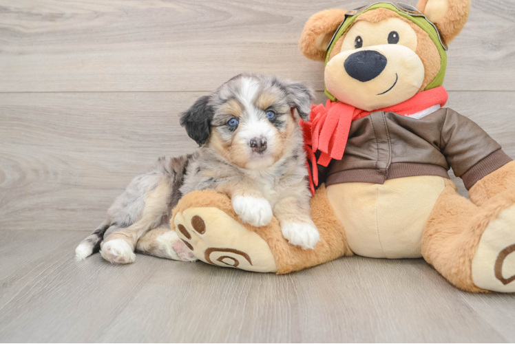 Cute Mini Huskydoodle Poodle Mix Pup