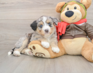 5 week old Mini Huskydoodle Puppy For Sale - Premier Pups