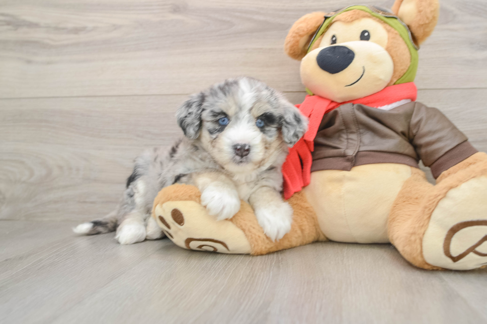 Cute Mini Huskydoodle Poodle Mix Pup