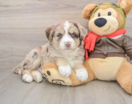 5 week old Mini Huskydoodle Puppy For Sale - Premier Pups