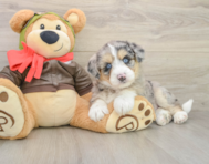 7 week old Mini Huskydoodle Puppy For Sale - Premier Pups