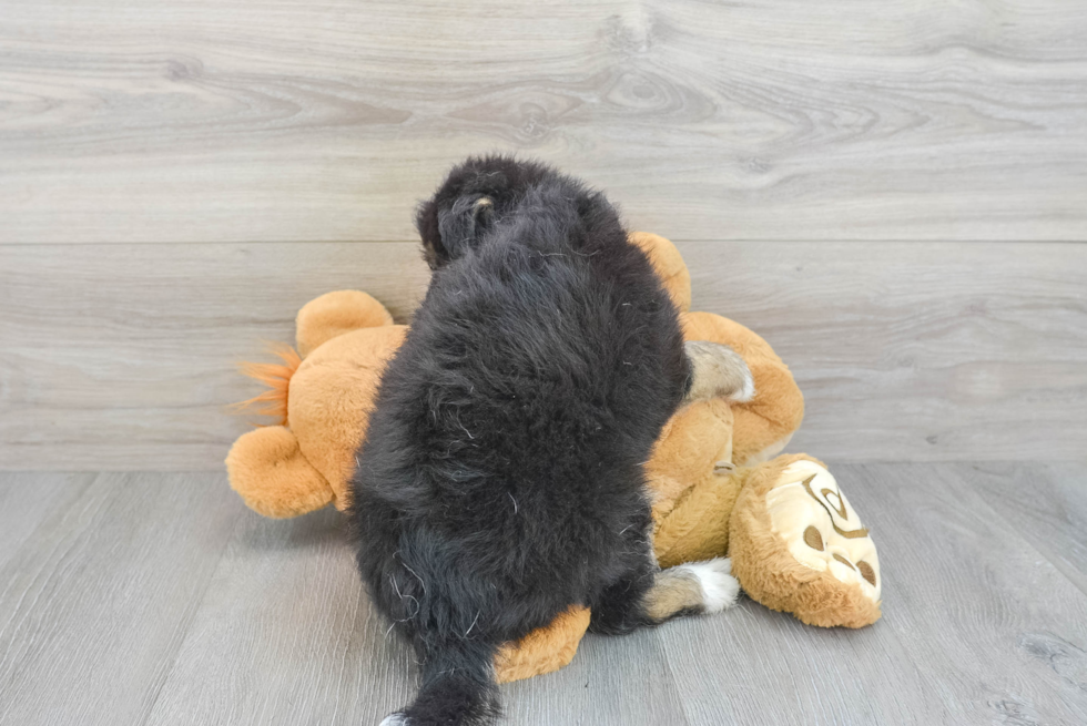 Cute Mini Huskydoodle Poodle Mix Pup