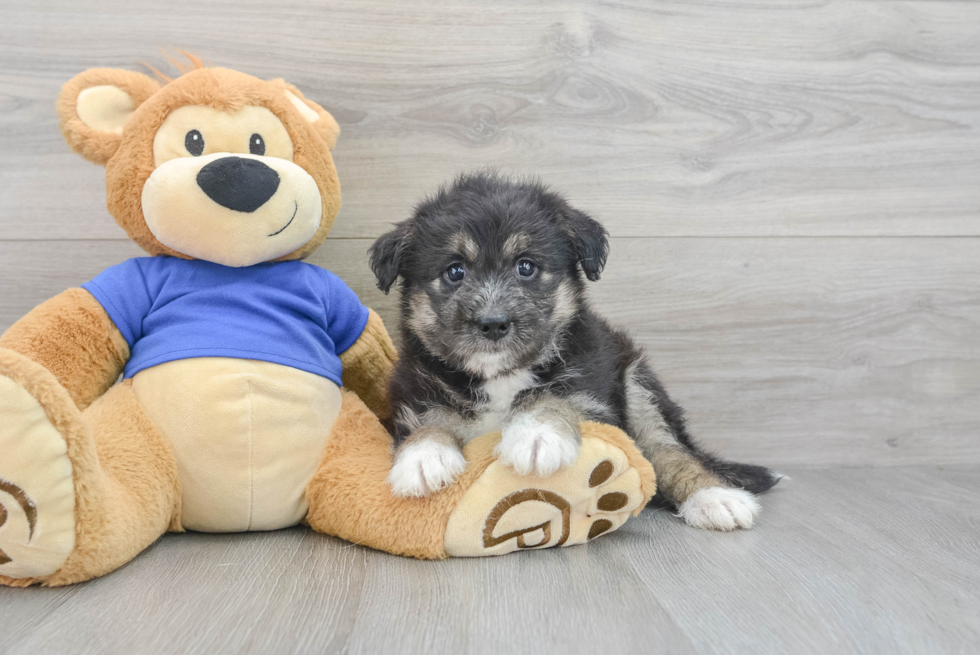 Cute Mini Huskydoodle Poodle Mix Pup