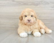 5 week old Mini Huskydoodle Puppy For Sale - Premier Pups