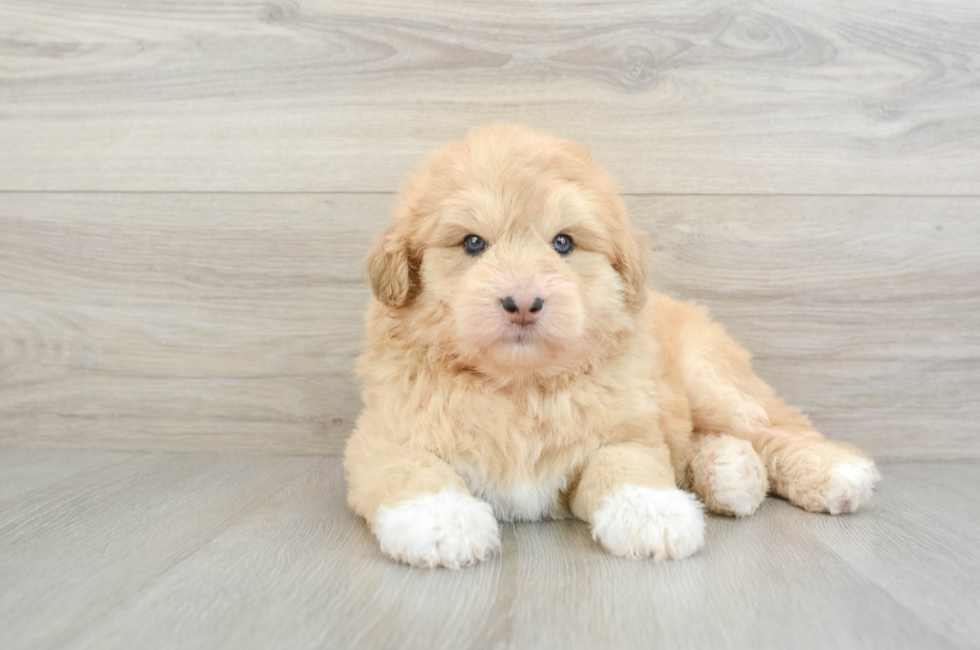 5 week old Mini Huskydoodle Puppy For Sale - Premier Pups
