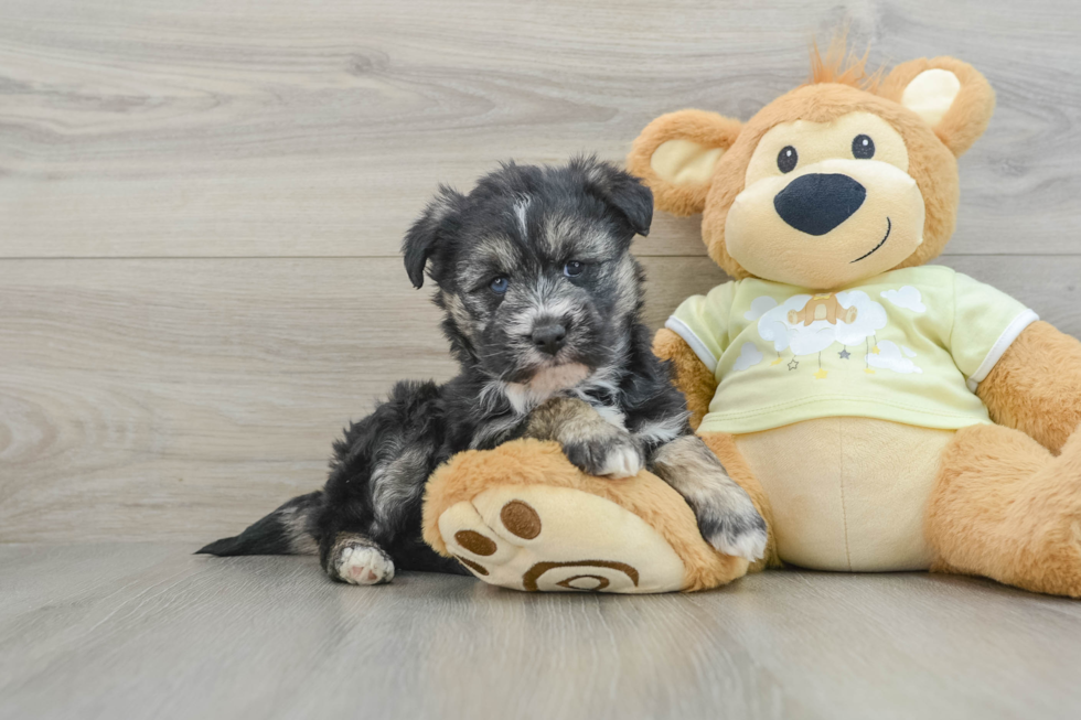 Cute Siberpoo Poodle Mix Puppy