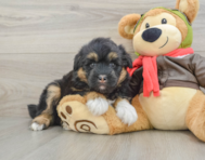 5 week old Mini Huskydoodle Puppy For Sale - Premier Pups