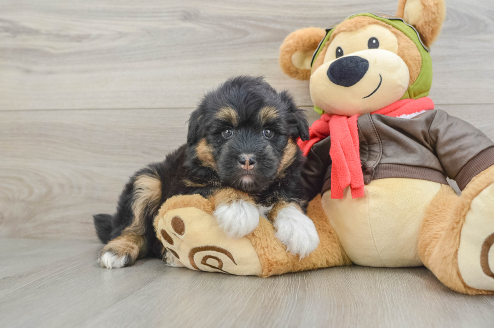 5 week old Mini Huskydoodle Puppy For Sale - Premier Pups