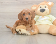 6 week old Mini Irish Doodle Puppy For Sale - Premier Pups