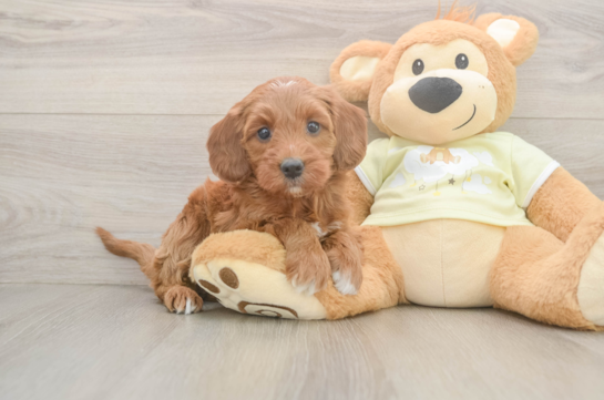 Best Mini Irish Doodle Baby