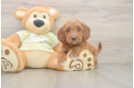 Smart Mini Irish Doodle Poodle Mix Pup