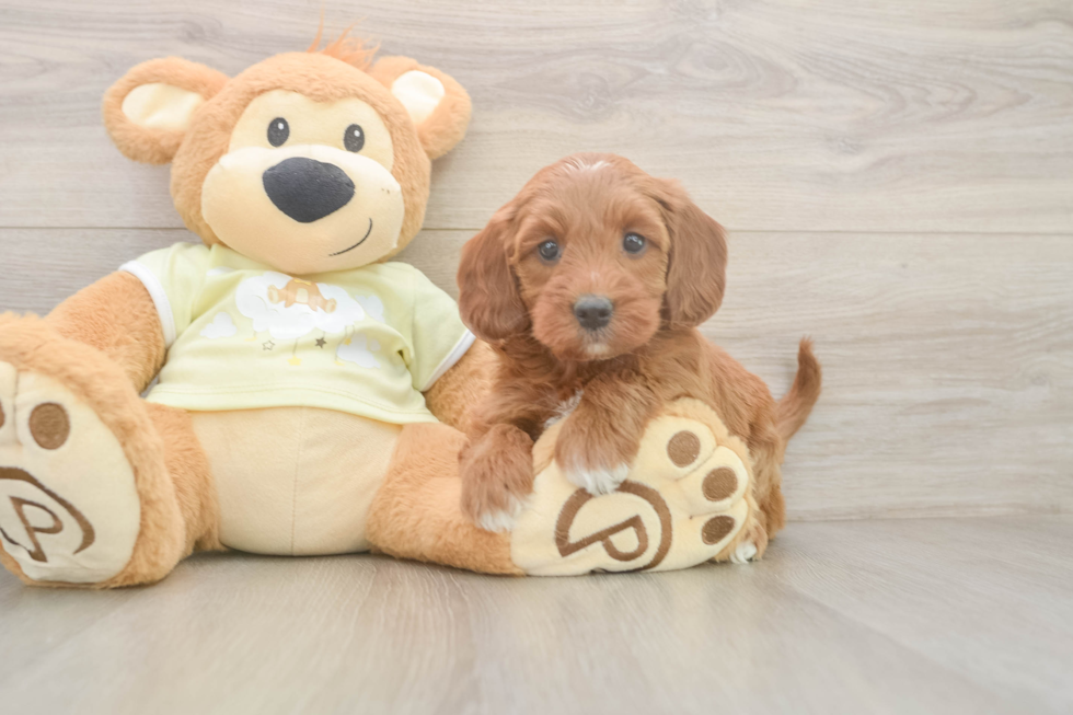 Smart Mini Irish Doodle Poodle Mix Pup