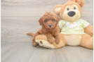 Mini Irish Doodle Pup Being Cute