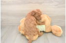 Little Irish Setterpoo Poodle Mix Puppy