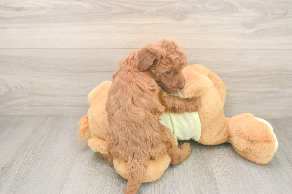 Little Irish Setterpoo Poodle Mix Puppy